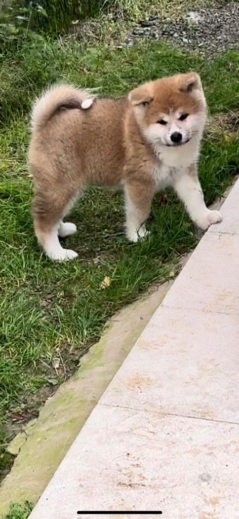 Of Sara Hana Kensha - Chiot disponible  - Akita