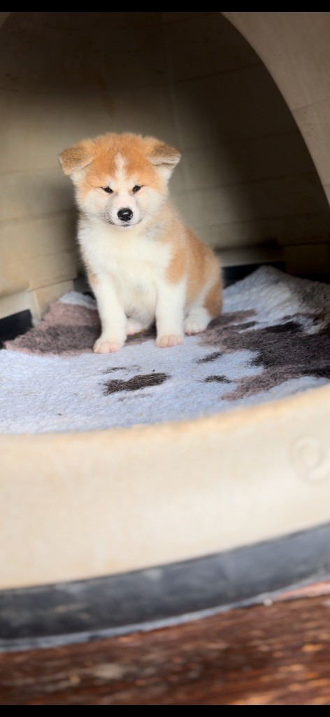 Of Sara Hana Kensha - Chiot disponible  - Akita