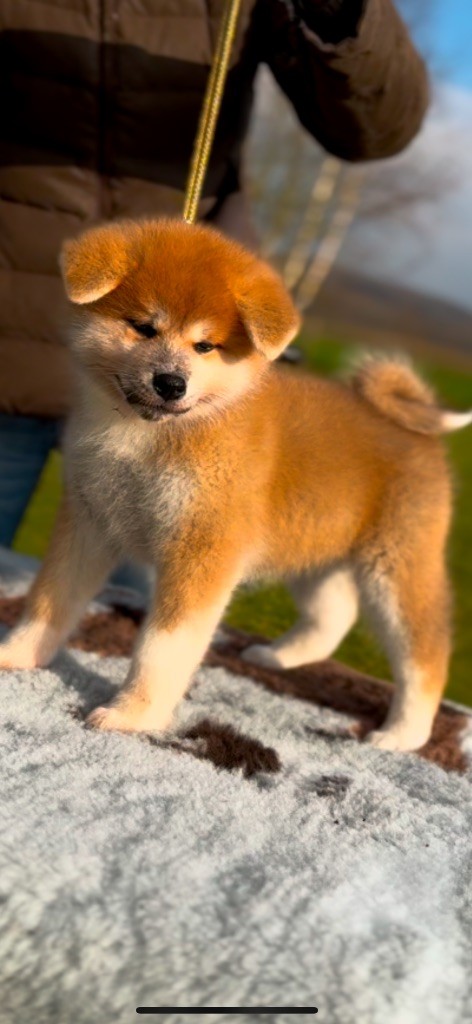 Of Sara Hana Kensha - Chiot disponible  - Akita