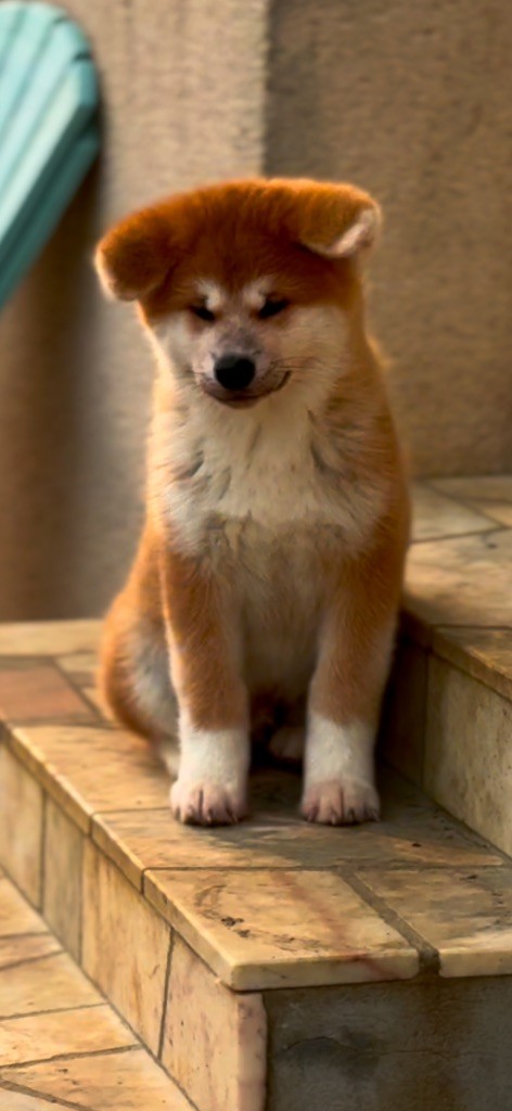 Of Sara Hana Kensha - Chiot disponible  - Akita