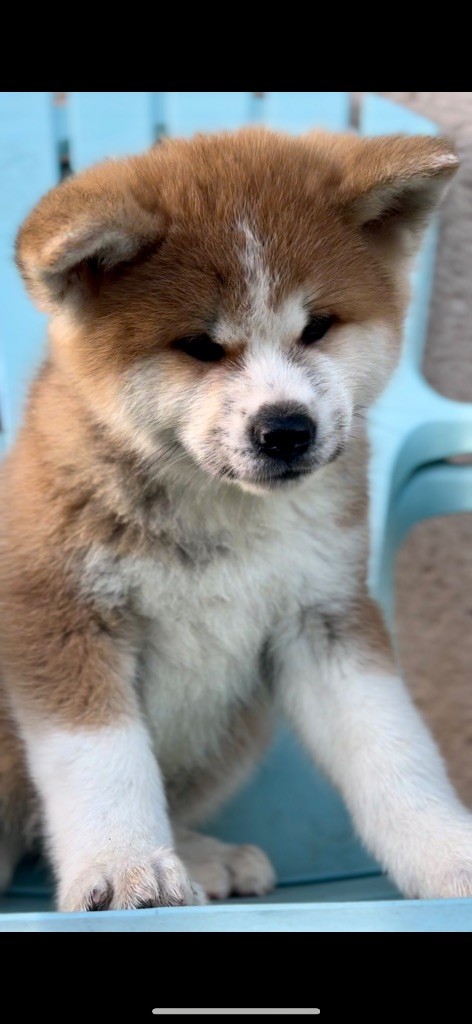 Of Sara Hana Kensha - Chiot disponible  - Akita