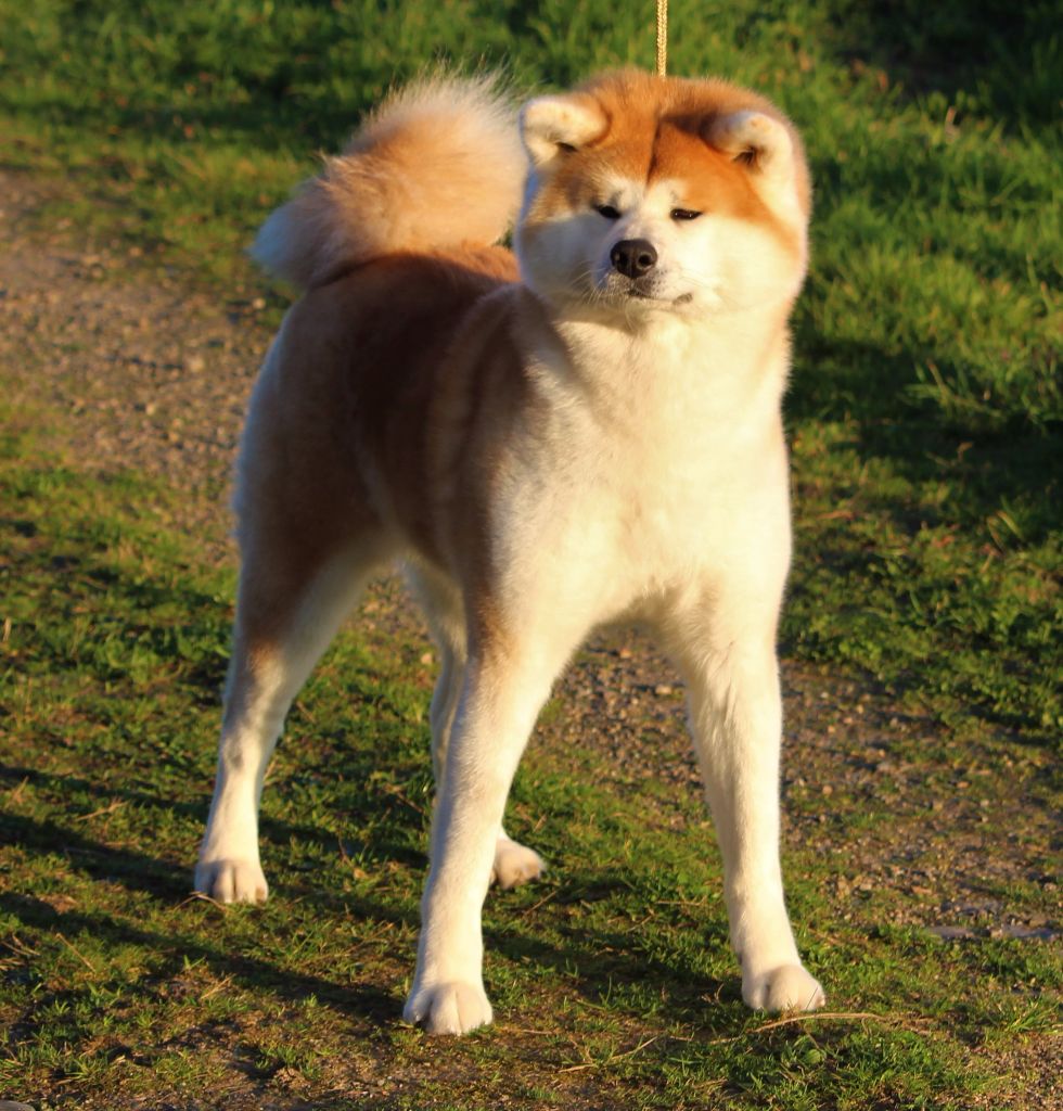 (shira) yui go shirai