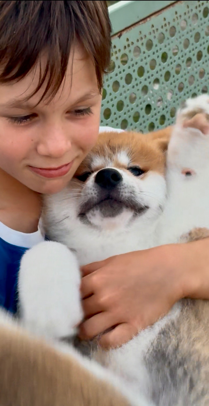 Of Sara Hana Kensha - Chiots disponibles - Akita