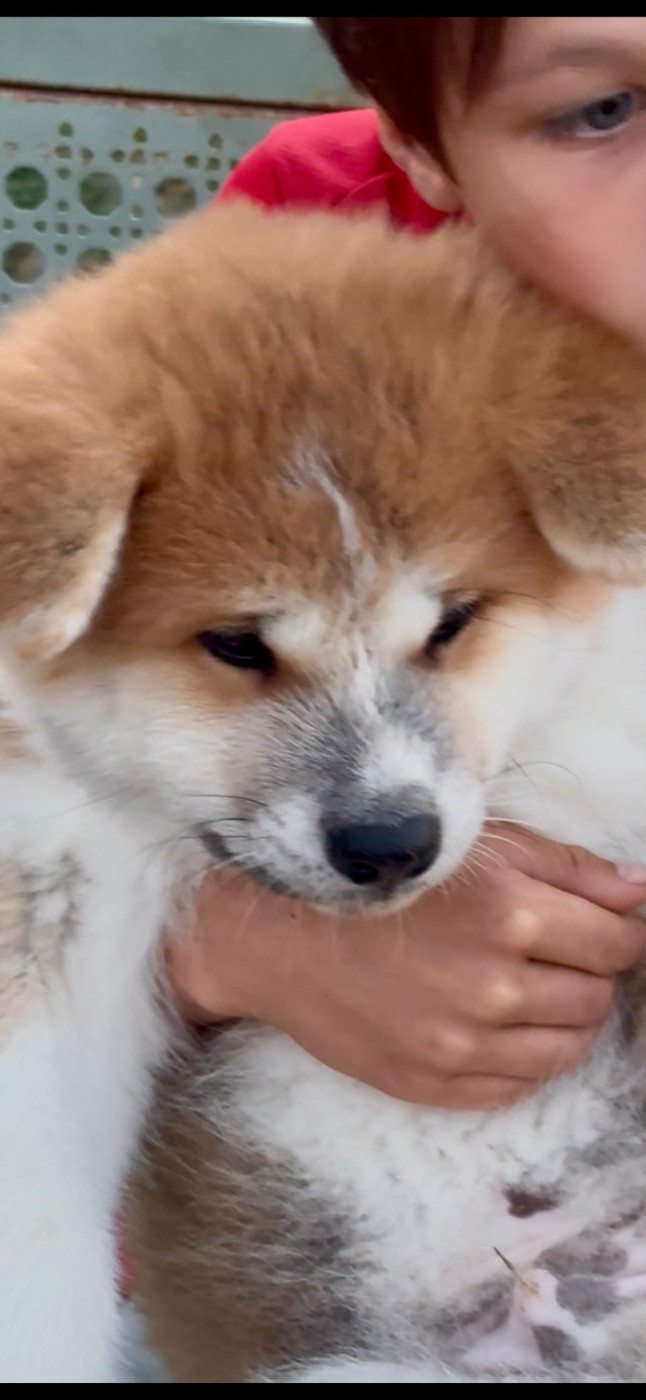 Of Sara Hana Kensha - Chiots disponibles - Akita