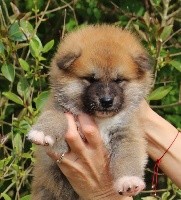 CHIOT
