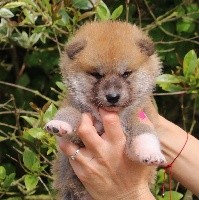 CHIOT