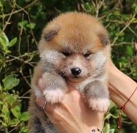 CHIOT