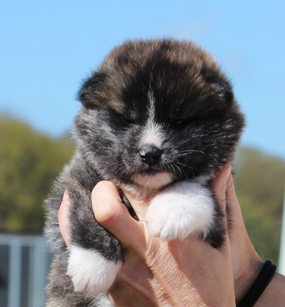 Of Sara Hana Kensha - Akita - Portée née le 20/03/2021